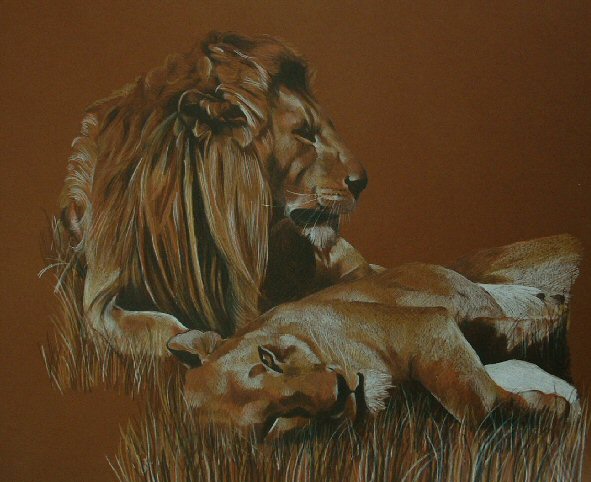 lions and lionesses. images lions, lioness